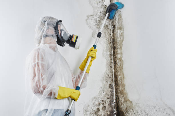 Office Mold Removal Services in Siler City, NC