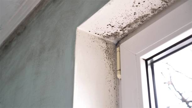 Best Mold Testing and Removal  in Siler City, NC