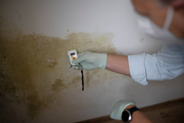 Best Affordable Mold Removal  in Siler City, NC