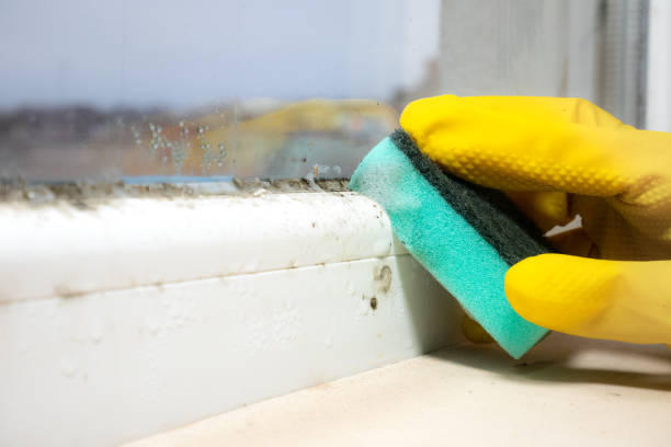 Best Mold Removal and Inspection  in Siler City, NC