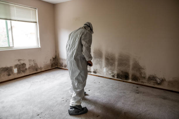  Siler City, NC Mold Removal Pros